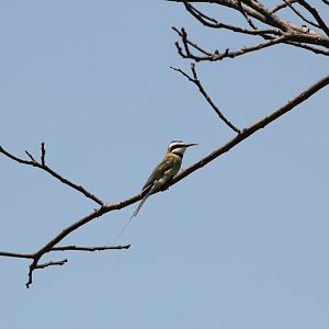 White-throated Bee-eater