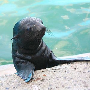 Northern fur seal cub