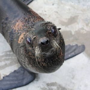 Northern fur seal