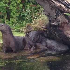 Spot-necked otters