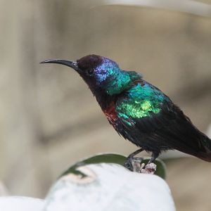 Splendid Sunbird (Cinnyris coccinigastrus) male