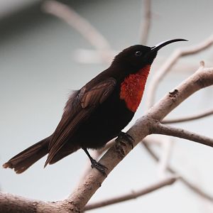 Scarlet-chested Sunbird (Chalcomitra senegalensis) male