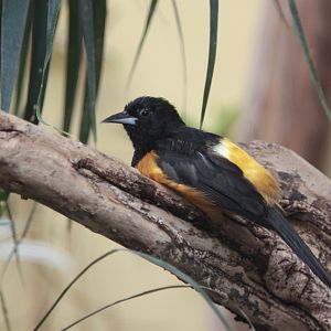 Montserrat Oriole (Icterus oberi)
