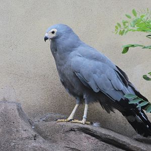 African Harrier-hawk (Polyboroides typus)