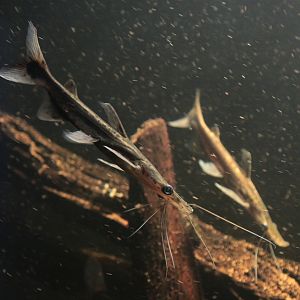Shovelnose Catfish (Sorubim lima)