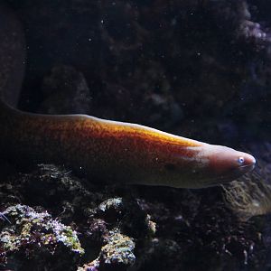 White-eye Moray (Gymnothorax thyrsoideus)