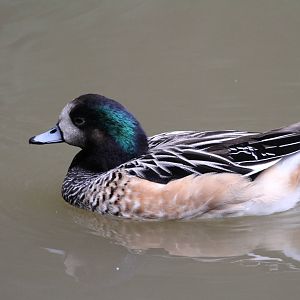 Chiloe Wigeon