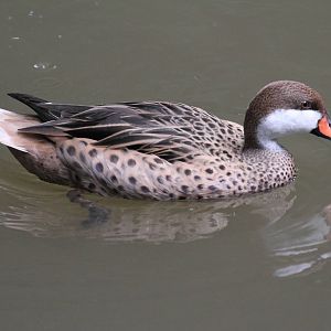 White-cheeked Pintail