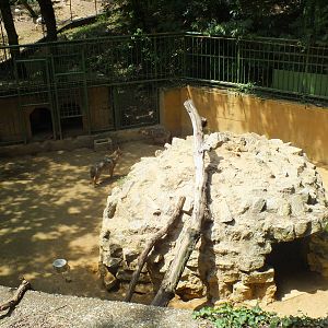 Golden jackal exhibit
