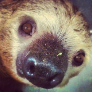 Linnes two-toed sloth