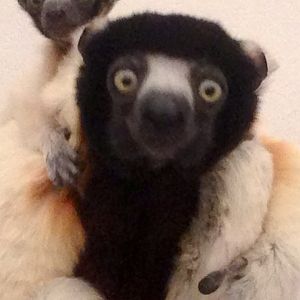 Crowned sifaka