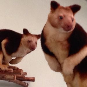 Goodfellow's tree kangaroo