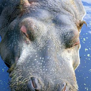 Hippopotamus 'Nigna'; Whipsnade; 7th September 2013