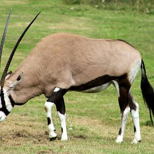 Gemsbok; Whipsnade; 7th September 2013