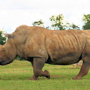 White Rhinoceros; Whipsnade; 7th September 2013