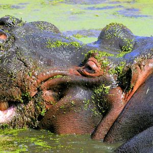 Hippopotamus 'Hoover'; Whipsnade; 7th September 2013