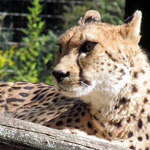 Cheetah Farida