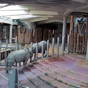 Indian rhinos Jange and Sundari