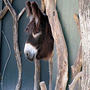 Poitou donkey