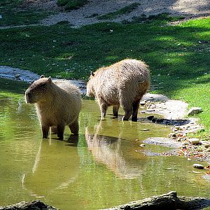 Capybaras