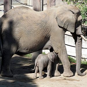 Newborn elephant