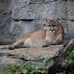 mountain lion