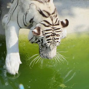 Tiger At The Paradise Wildlife Park