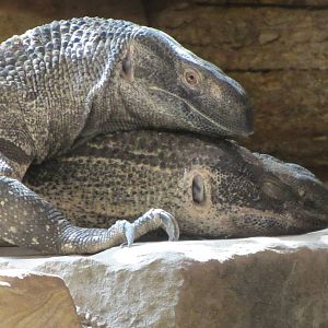 White-throated Monitor Lizard