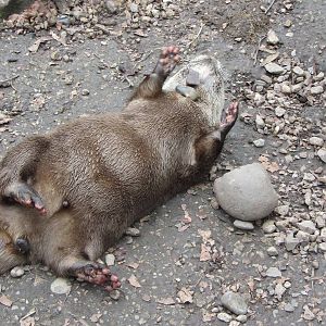 Juggling Dudley Otter