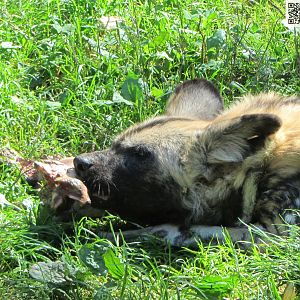 African Wild Dog