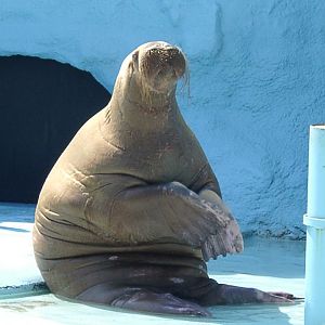 Walrus
