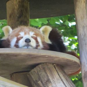 Red Panda