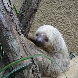 Sloth