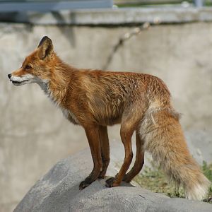 Red fox