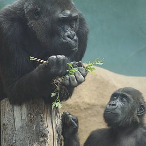 Western gorillas