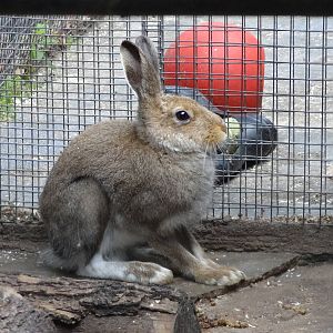 Central russian mountain hare