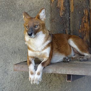 Dhole