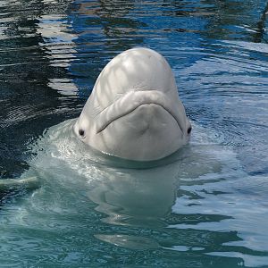 Beluga