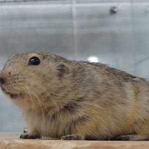 Yellow steppe lemming