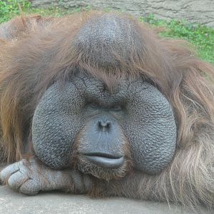 Bornean orang-utan