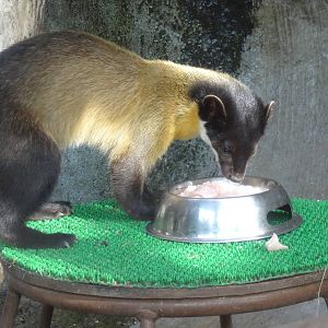 Northern yellow-throated marten