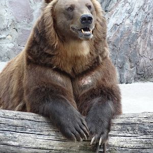 Kamchatka bear