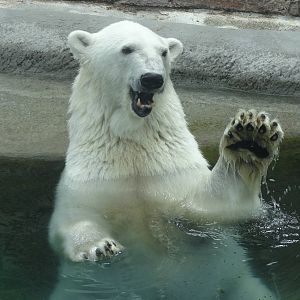 Polar bear