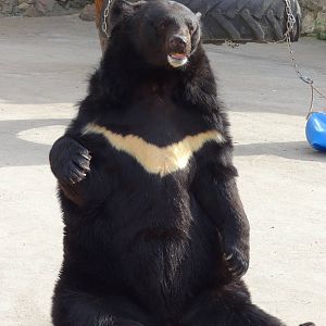 Manchurian black bear