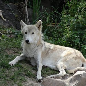 Tundra wolf