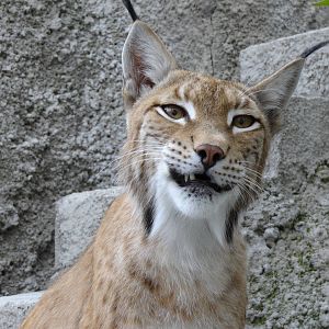 European lynx
