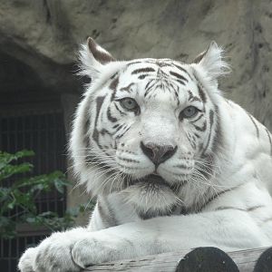 White tiger