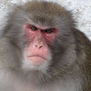 Japanese macaque
