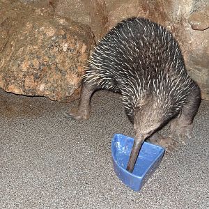 Western long-beaked echidna