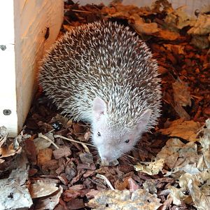 Lesser hedgehog tenrec